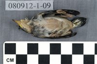 藏品(綠繡眼)的圖片